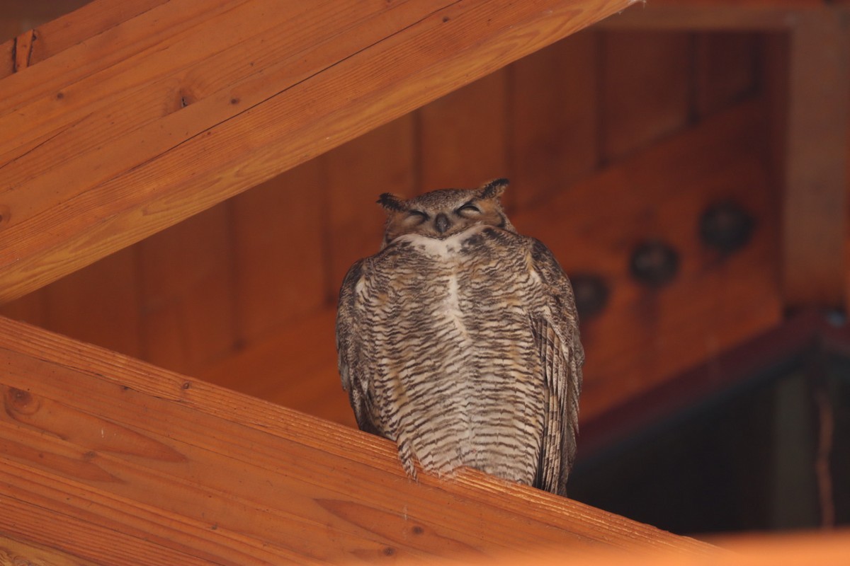 Great Horned Owl - ML520871431