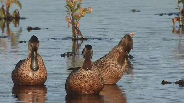 Northern Shoveler - ML520871771