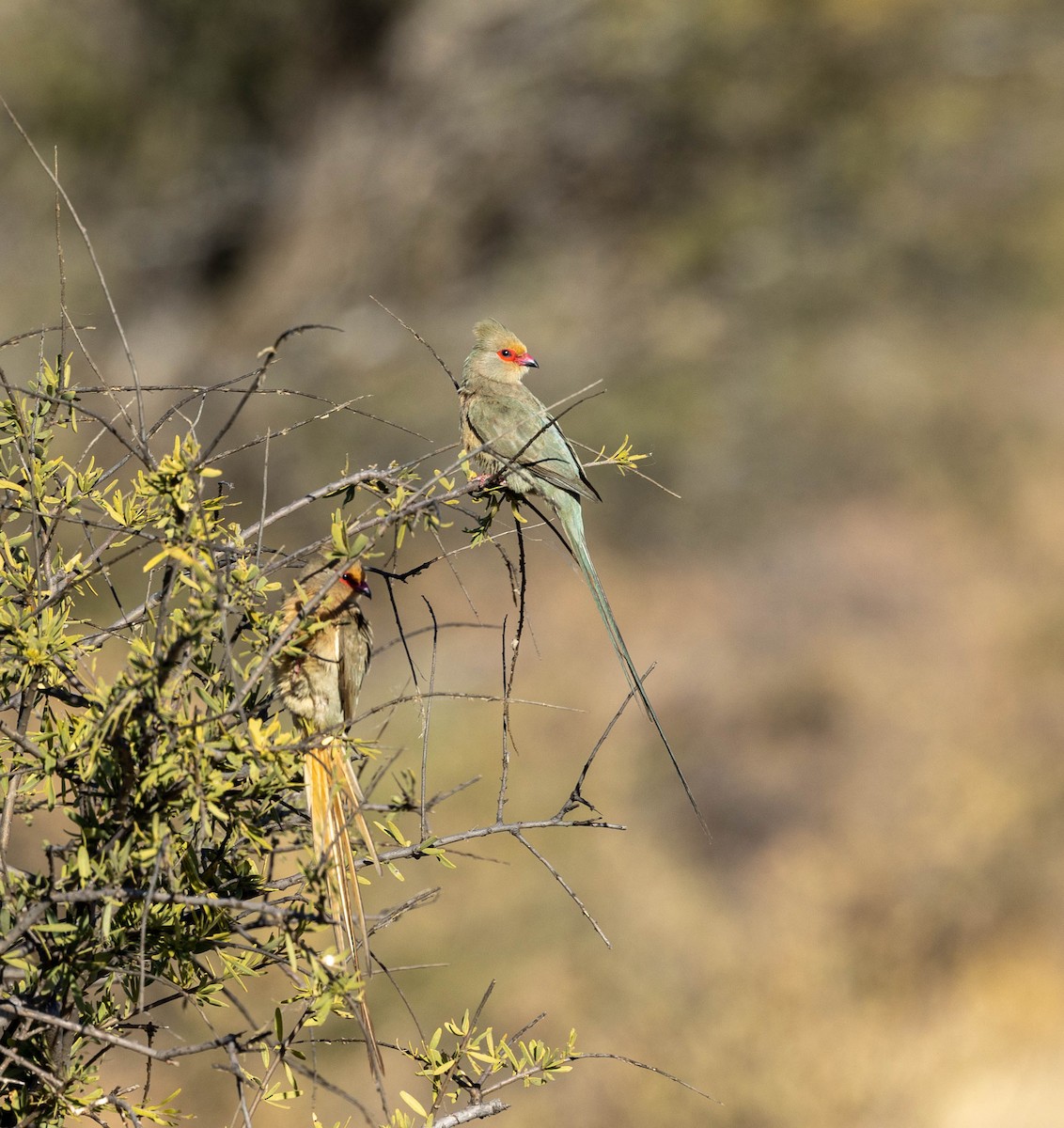 Red-faced Mousebird - William Vanderpoel