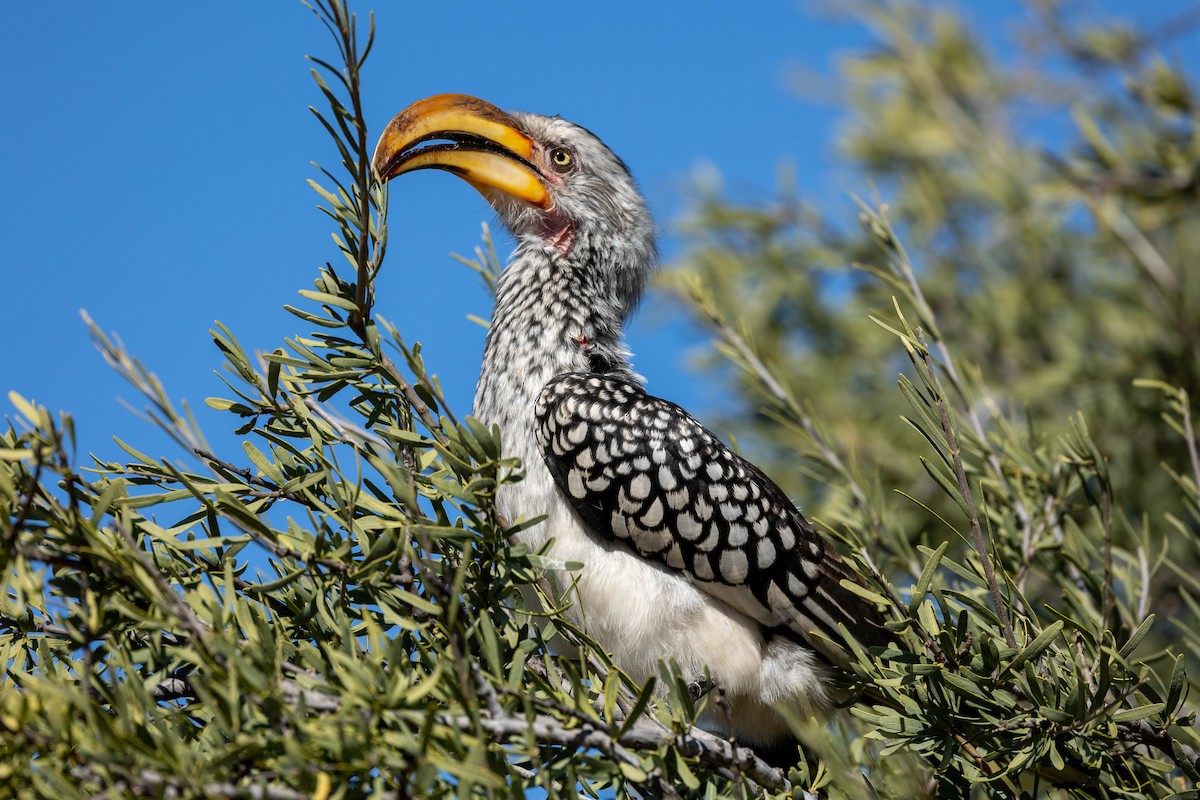 Southern Yellow-billed Hornbill - William Vanderpoel