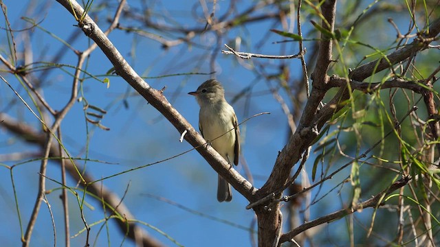 Northern Beardless-Tyrannulet - ML520874861