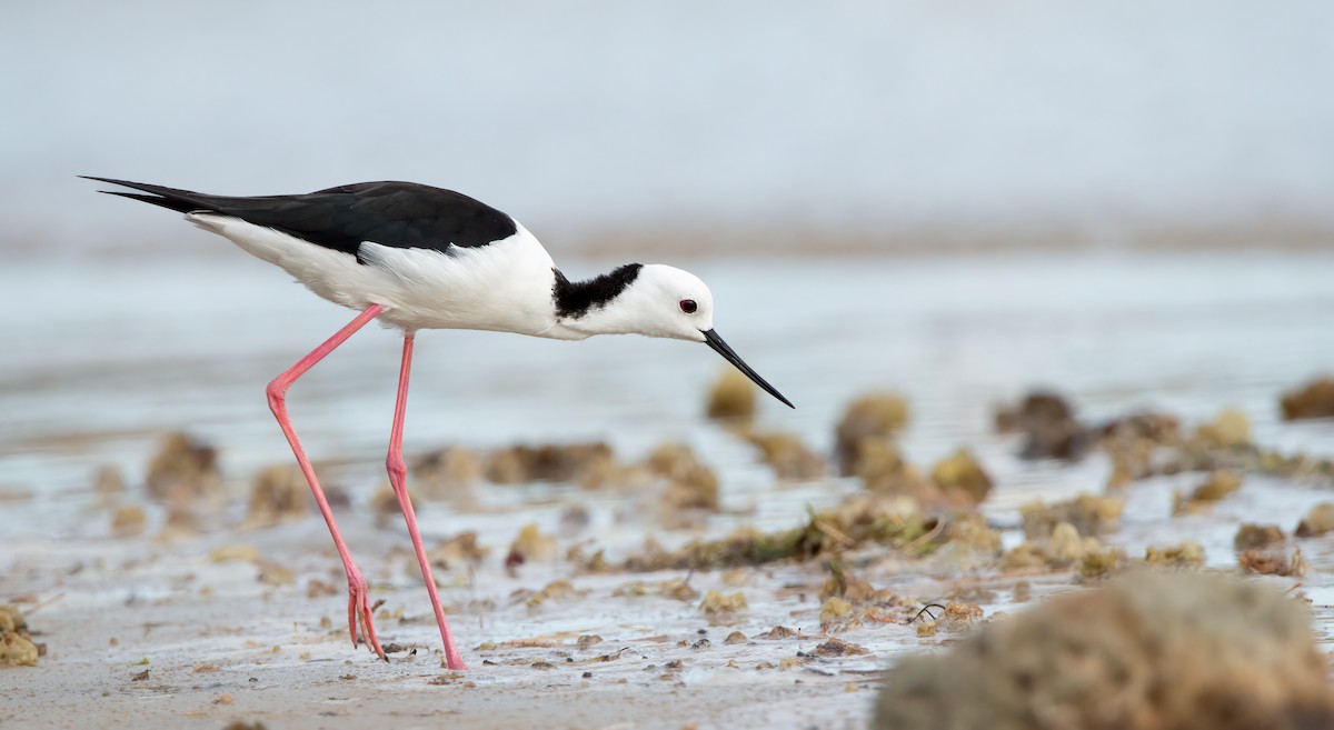 Pied Stilt - ML520875431