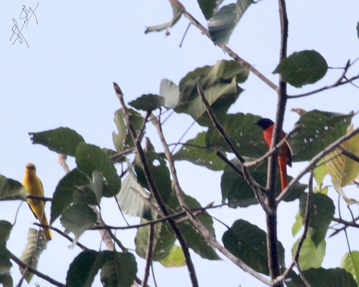 Scarlet Minivet - ML520875561