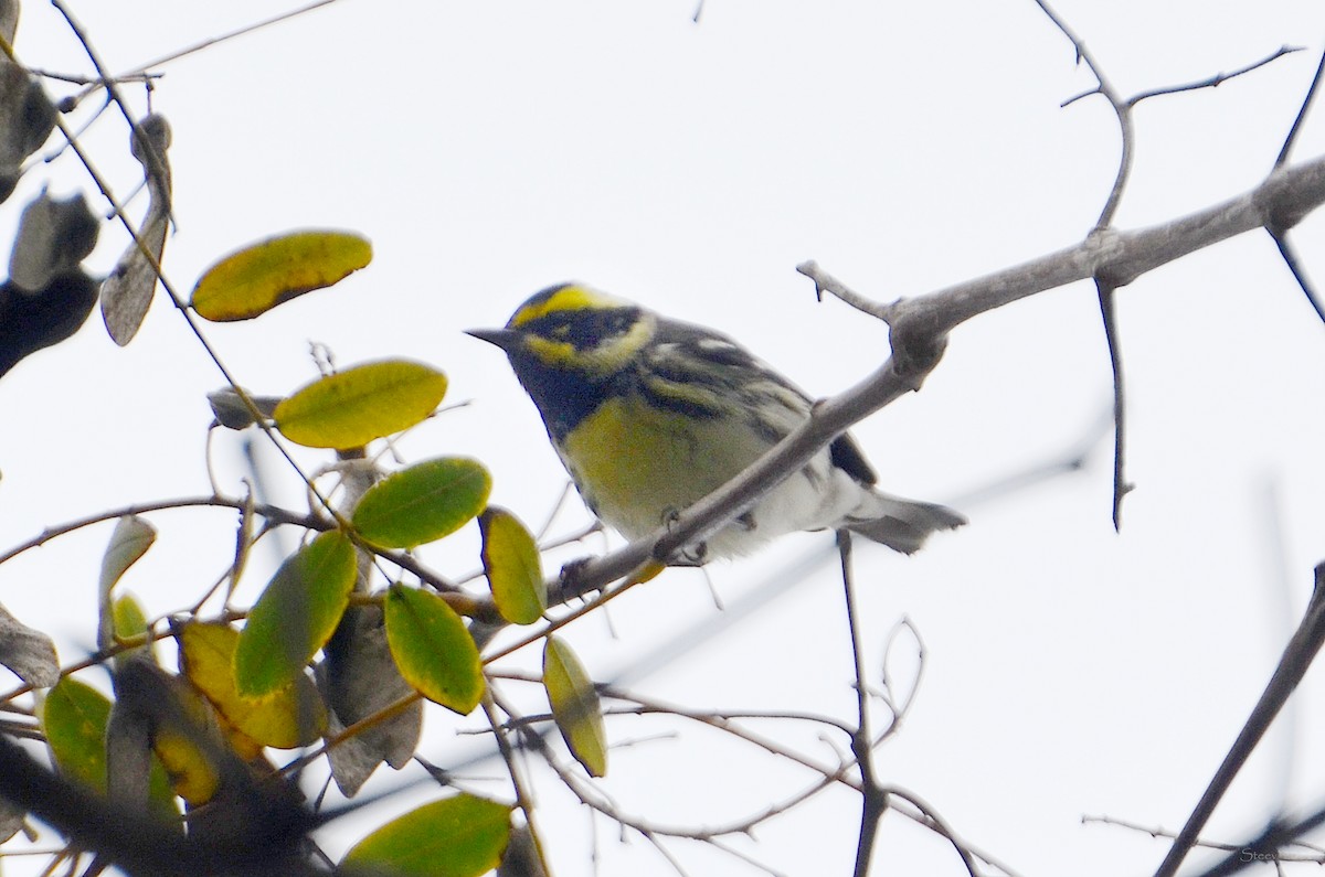 Black-throated Gray x Townsend's Warbler (hybrid) - ML520875781