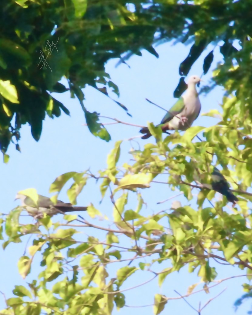 Green Imperial-Pigeon - ML520876511