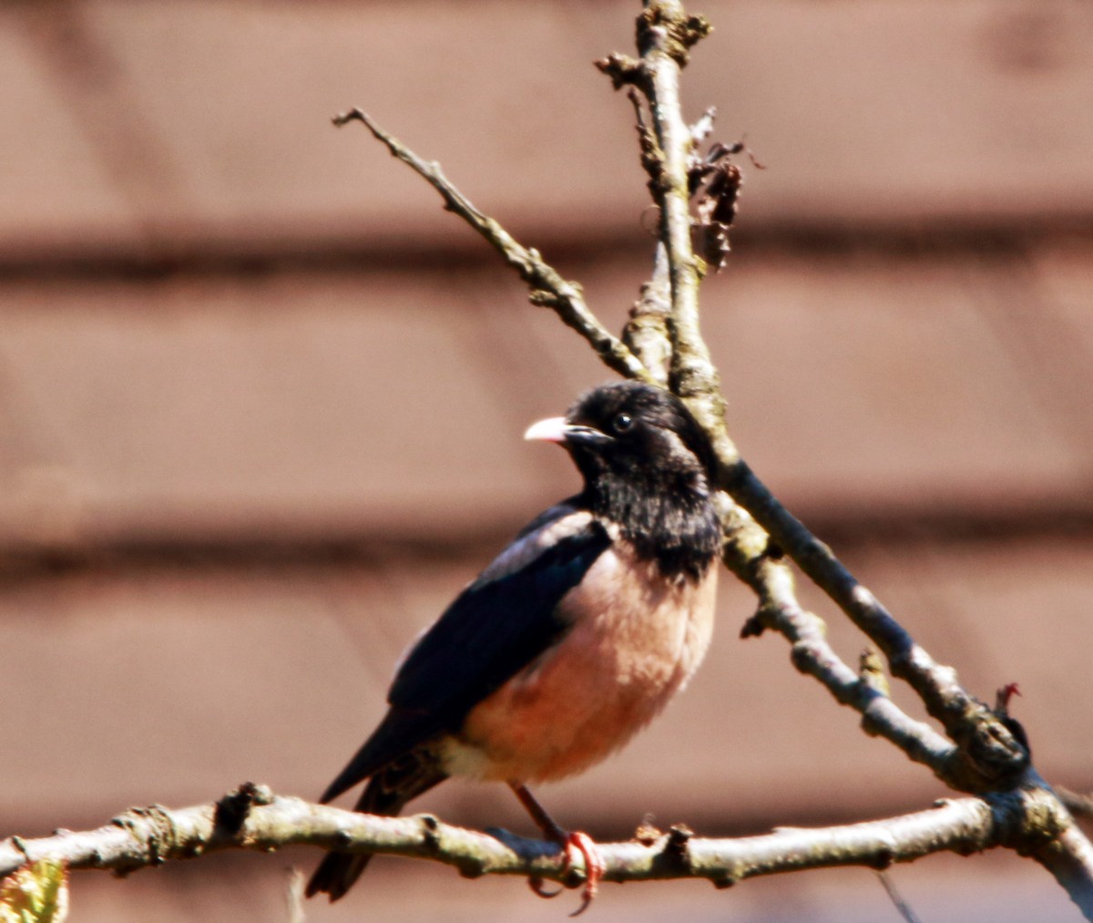 Rosy Starling - ML520876901