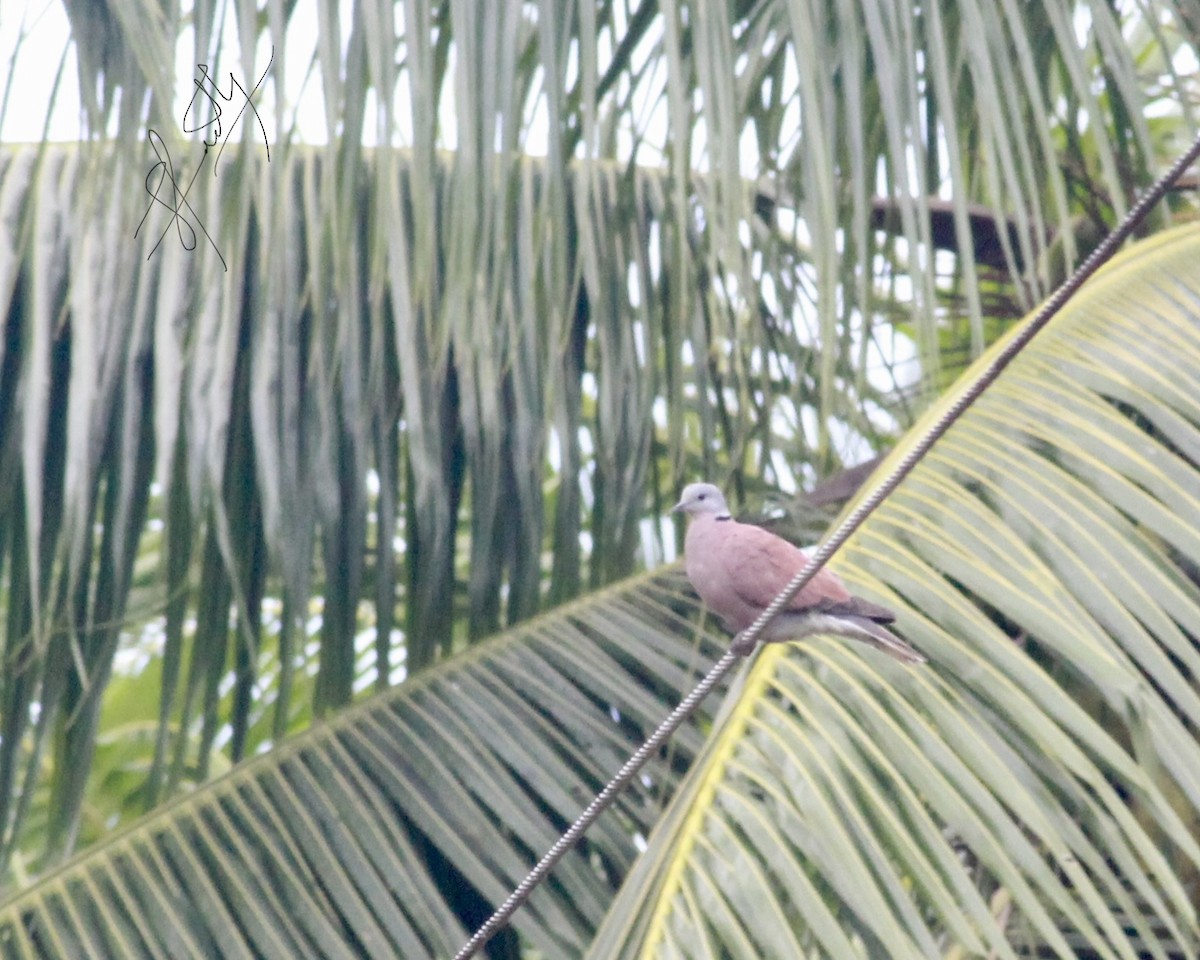 Red Collared-Dove - ML520876921