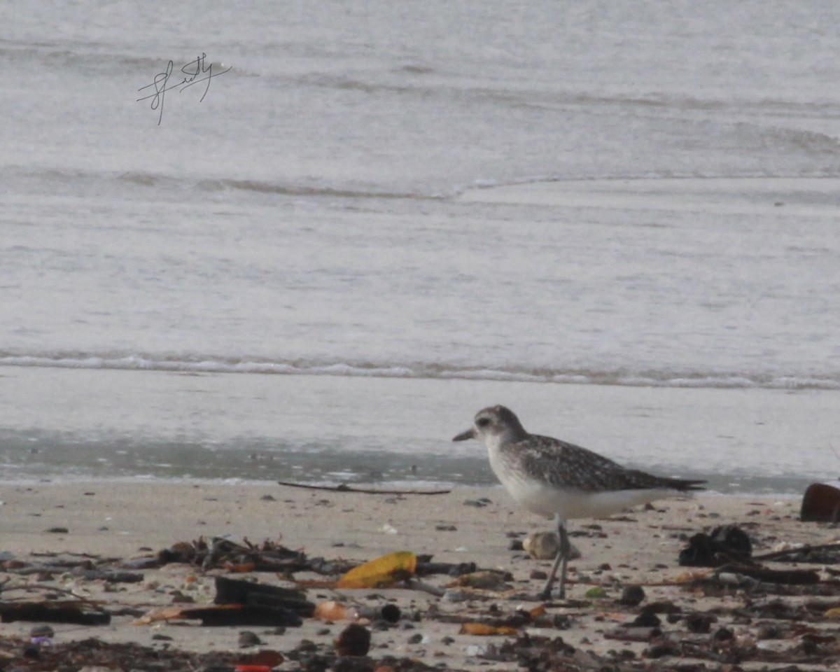 Pacific Golden-Plover - ML520877301