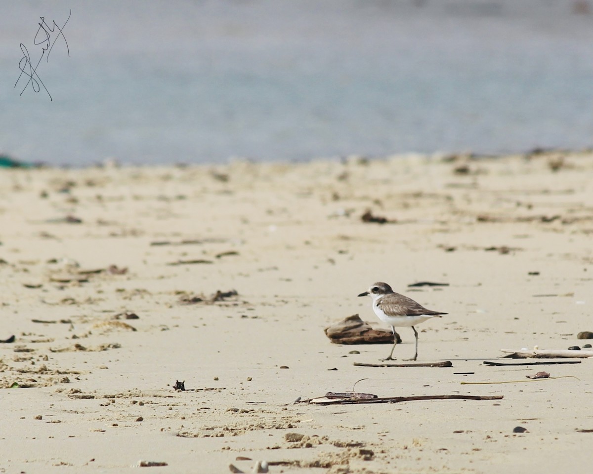 Tibetan Sand-Plover - ML520877931