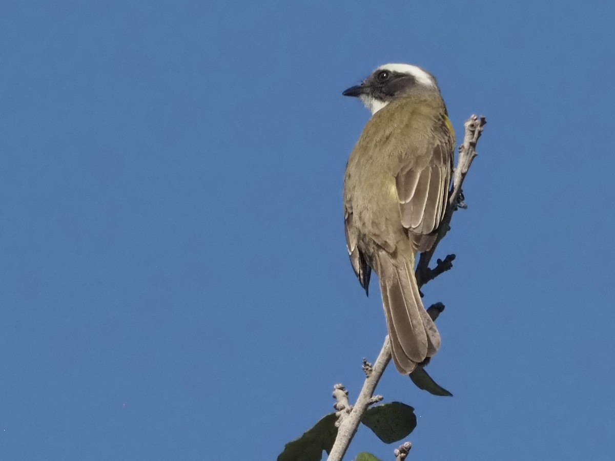 Social Flycatcher - ML520878311