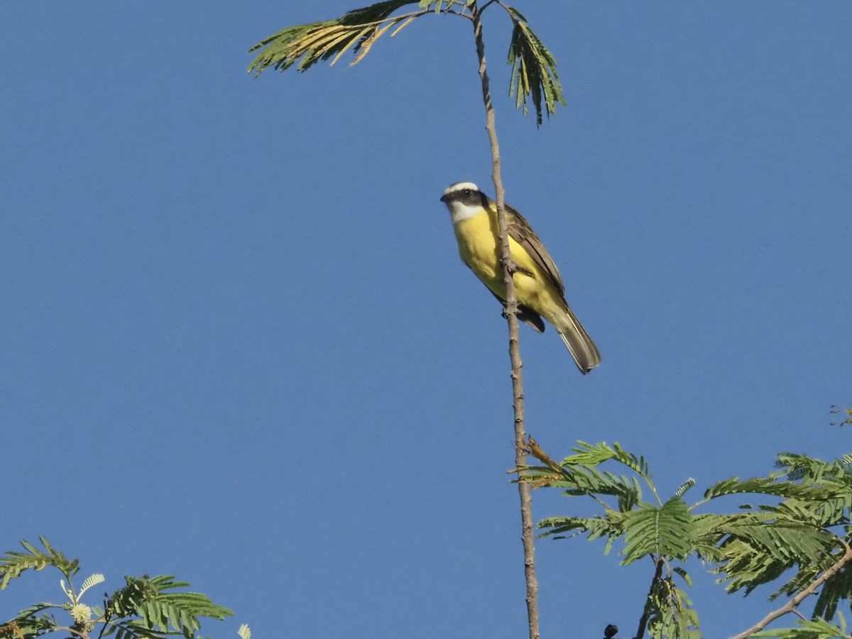 Social Flycatcher - ML520878321