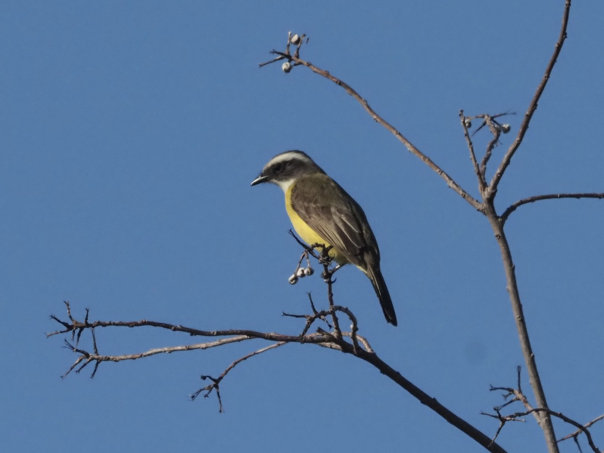Social Flycatcher - ML520878331