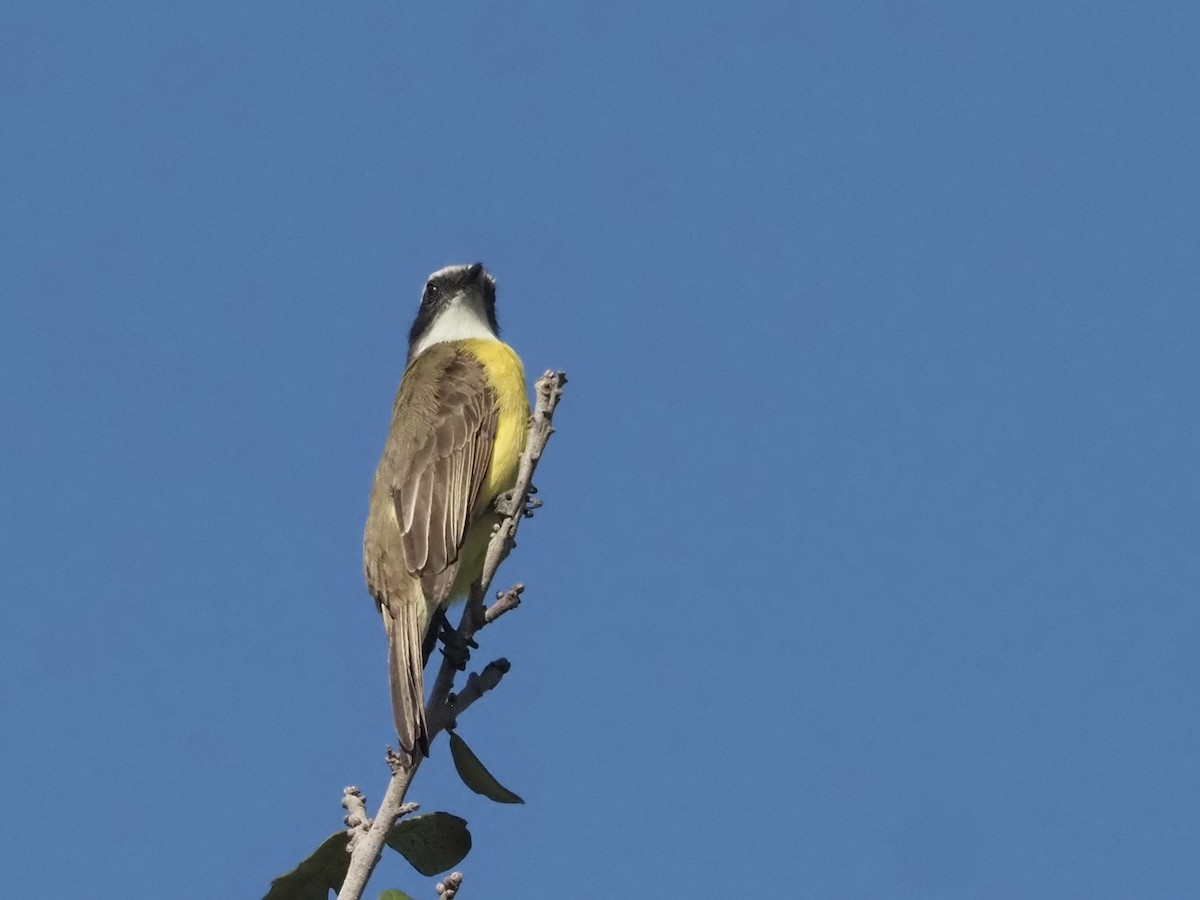 Social Flycatcher - ML520878341