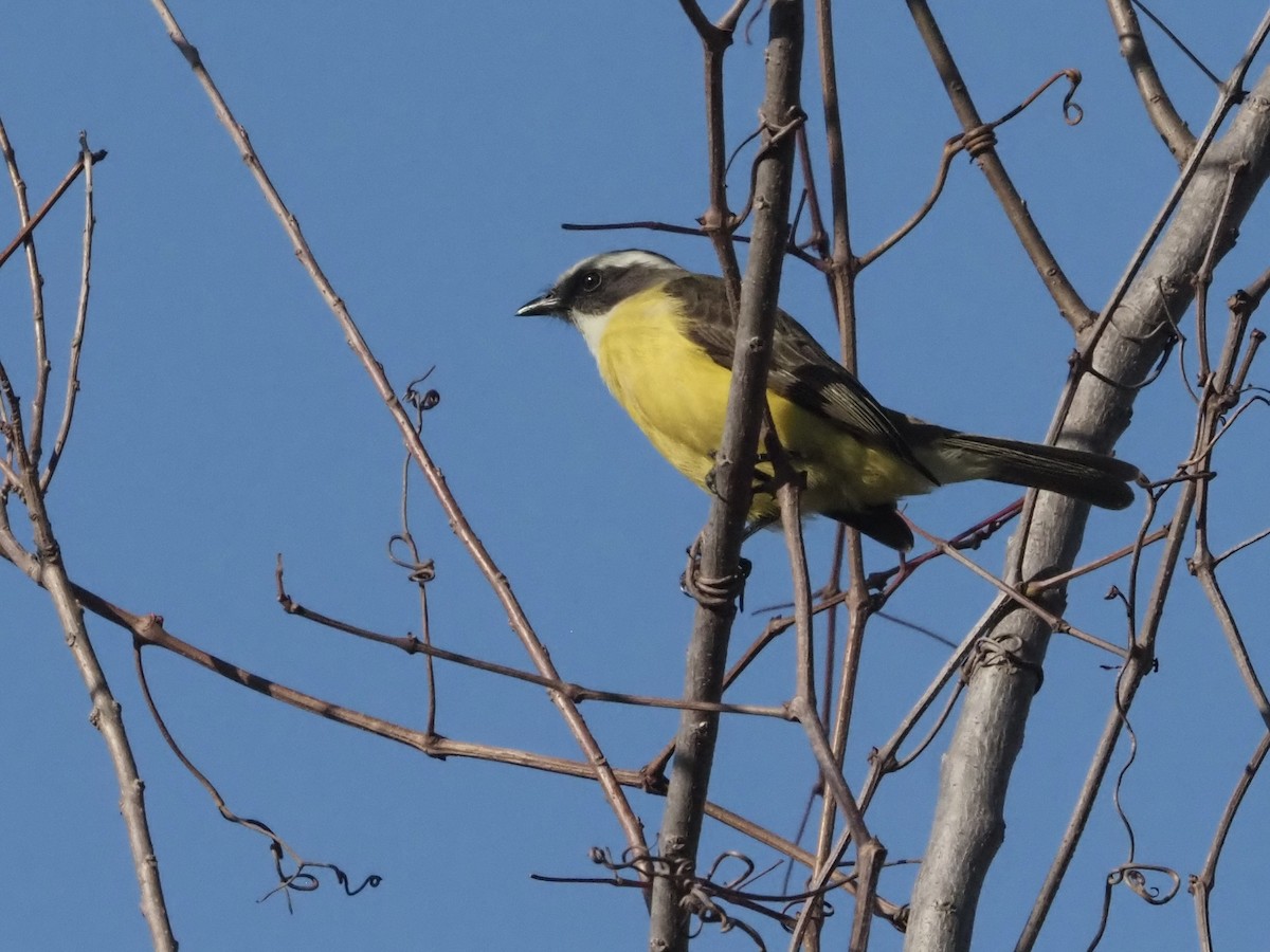 Social Flycatcher - ML520878351