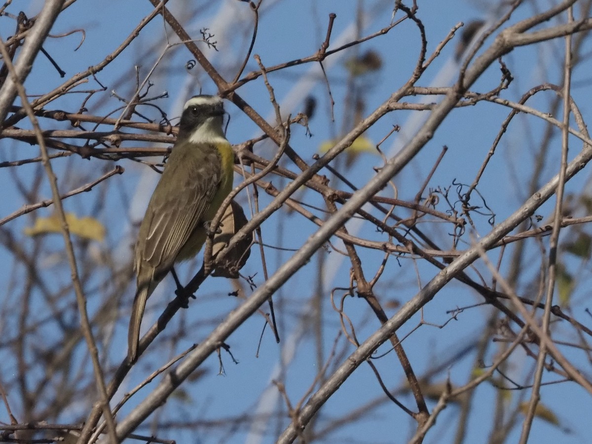 Social Flycatcher - ML520878361