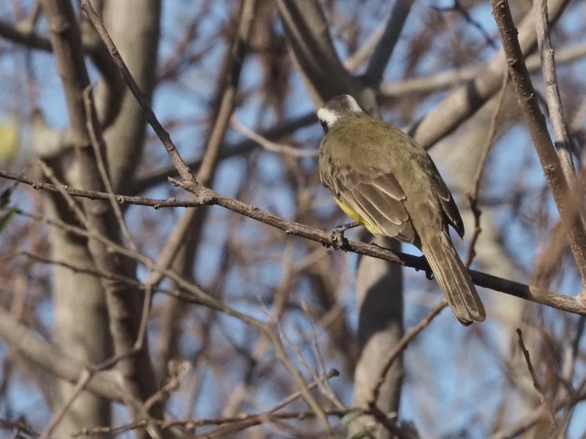 Social Flycatcher - ML520878371