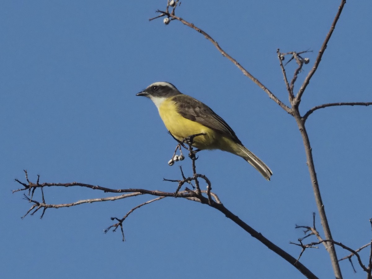 Social Flycatcher - ML520878381