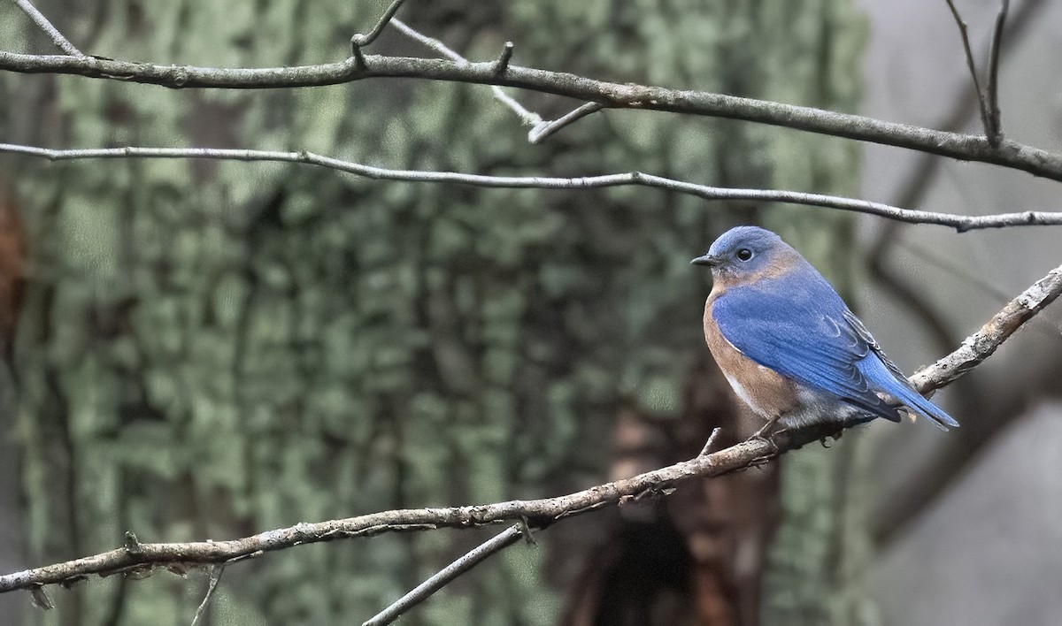 Eastern Bluebird - ML520878721