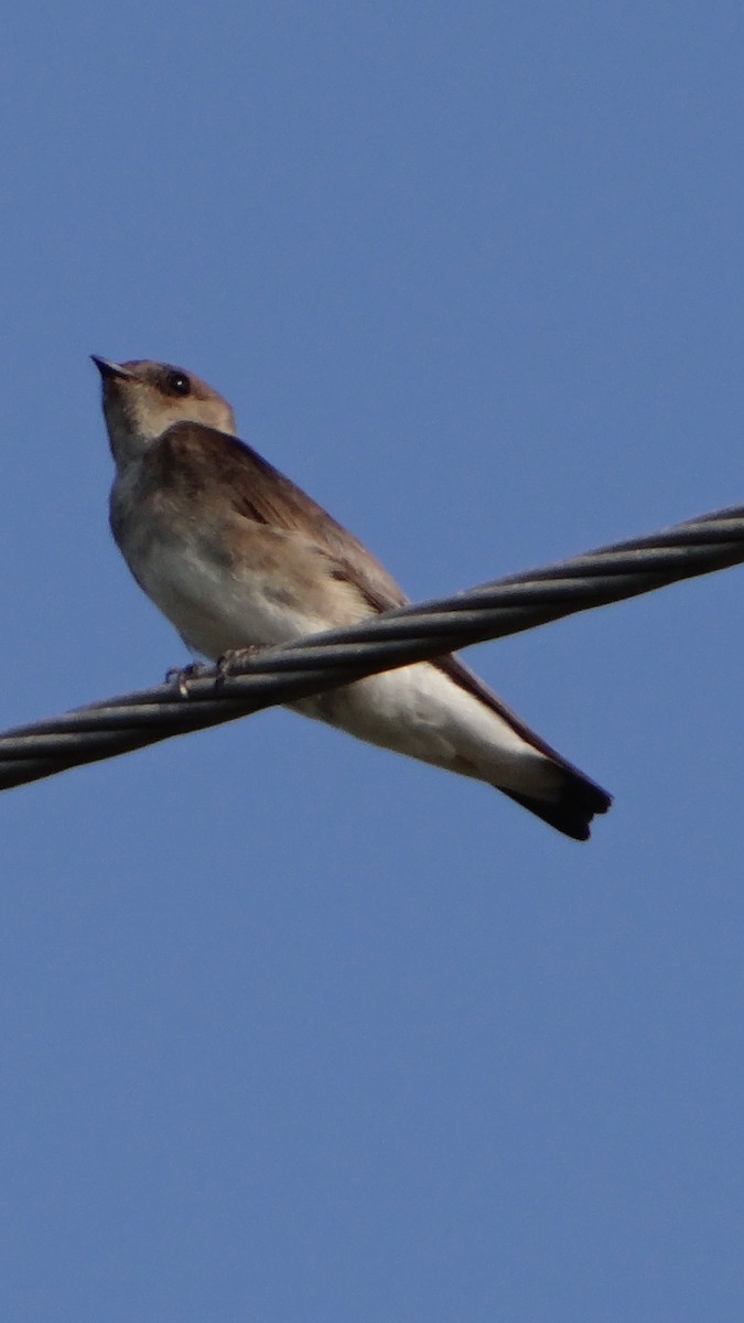 Northern Rough-winged Swallow - ML52088131
