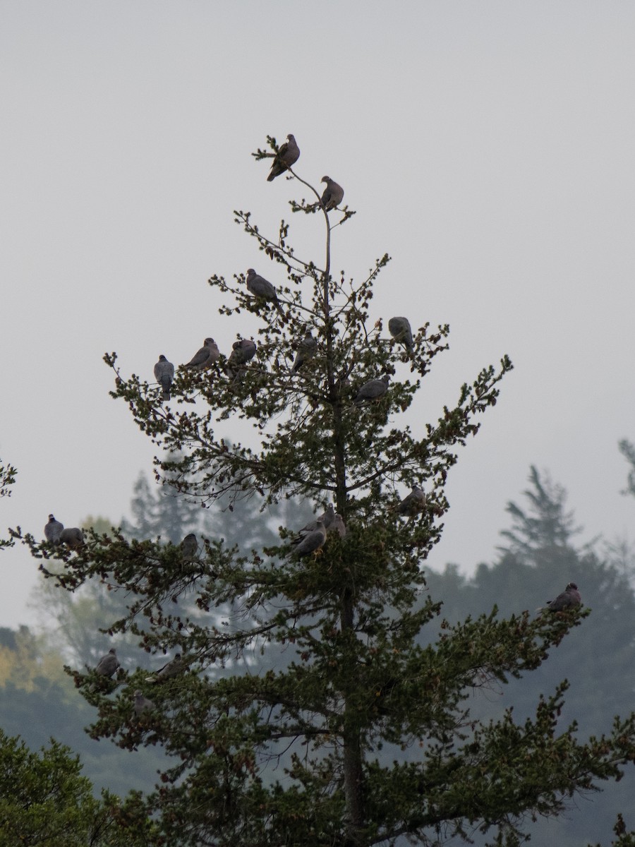 Band-tailed Pigeon - ML520881381