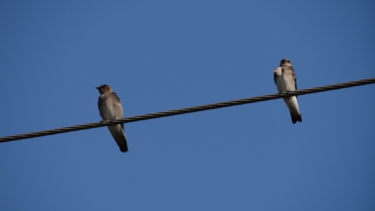 Northern Rough-winged Swallow - ML52088241