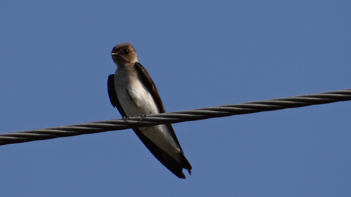 Northern Rough-winged Swallow - ML52088251