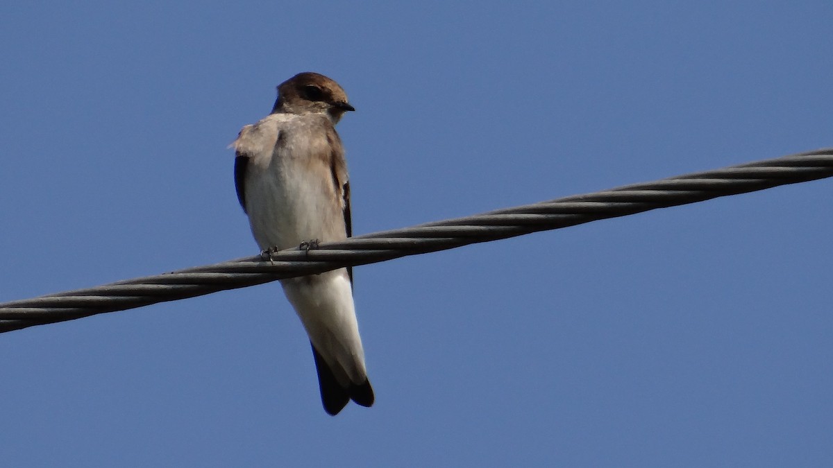 Northern Rough-winged Swallow - ML52088261