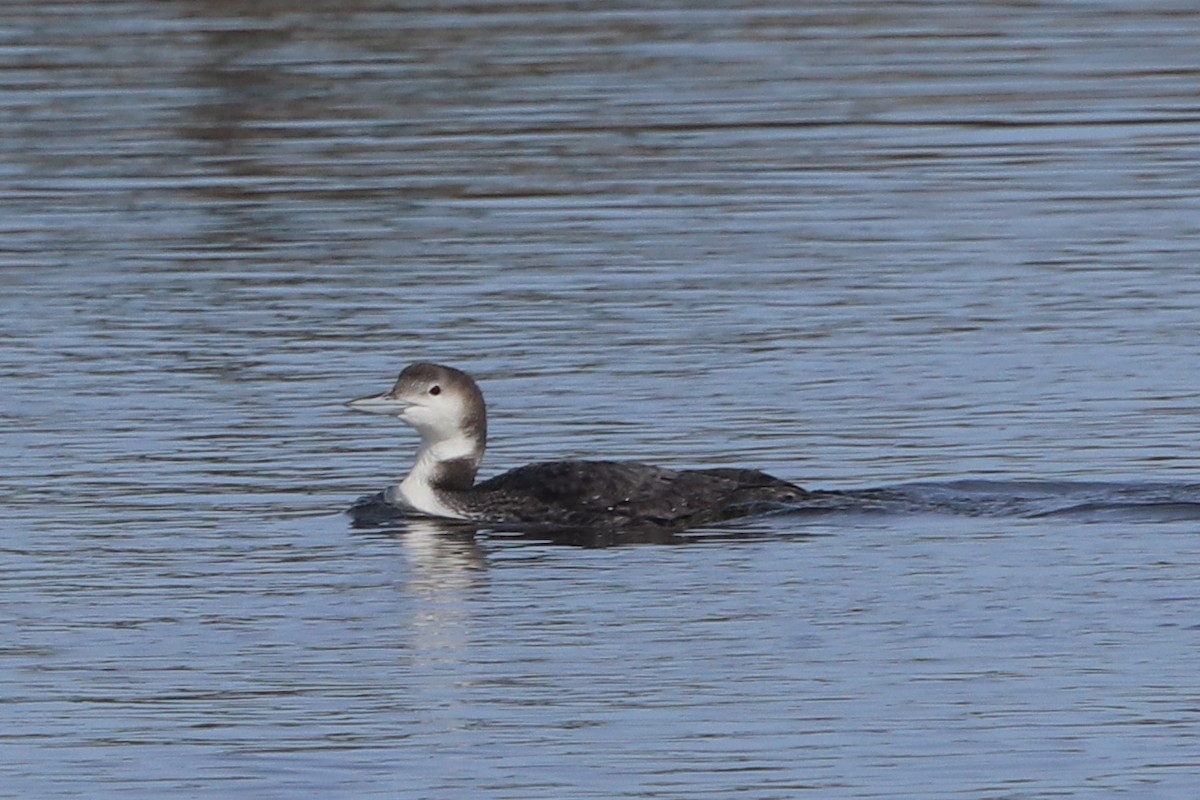 Common Loon - ML520883361