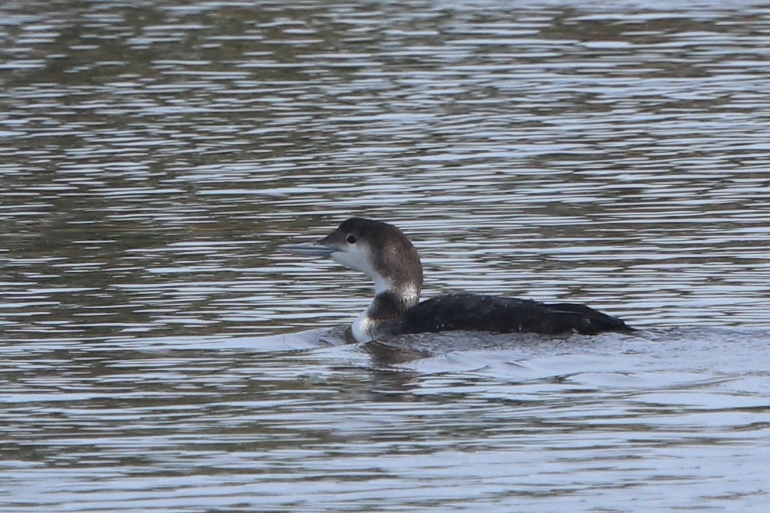 Common Loon - ML520883371