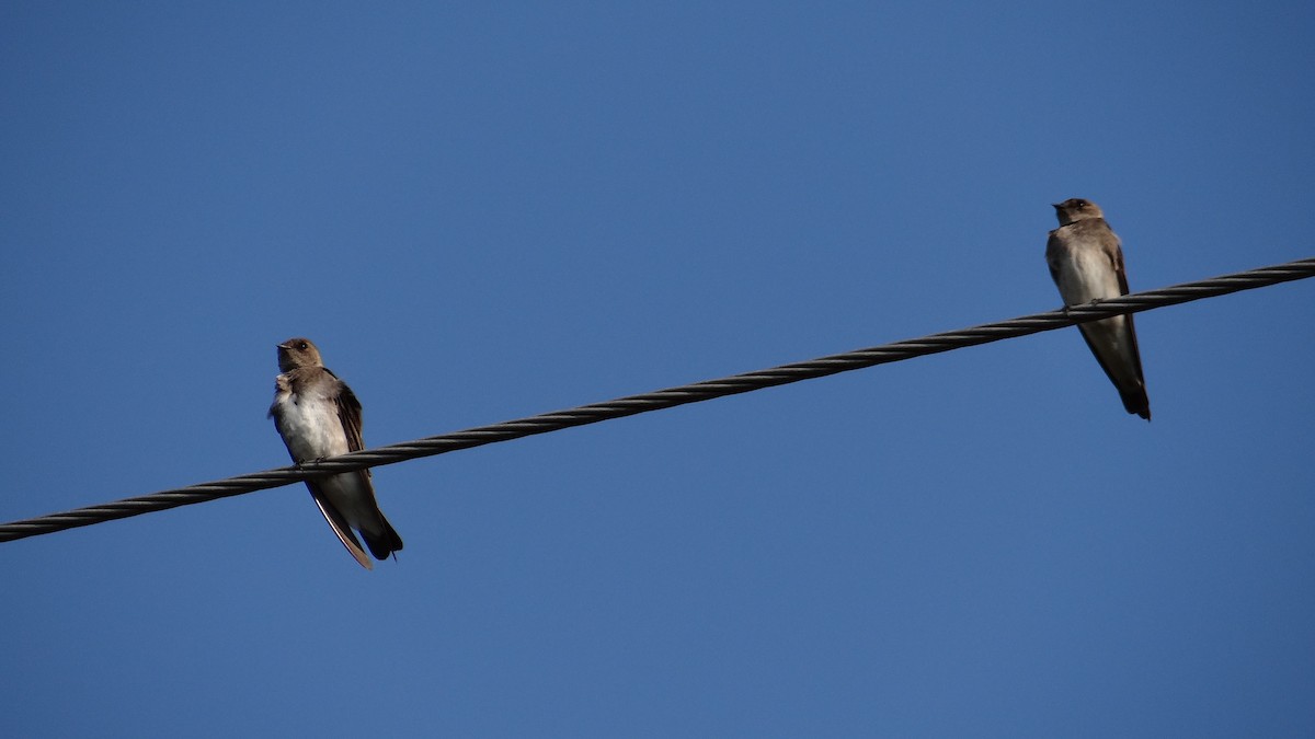 Northern Rough-winged Swallow - ML52088401