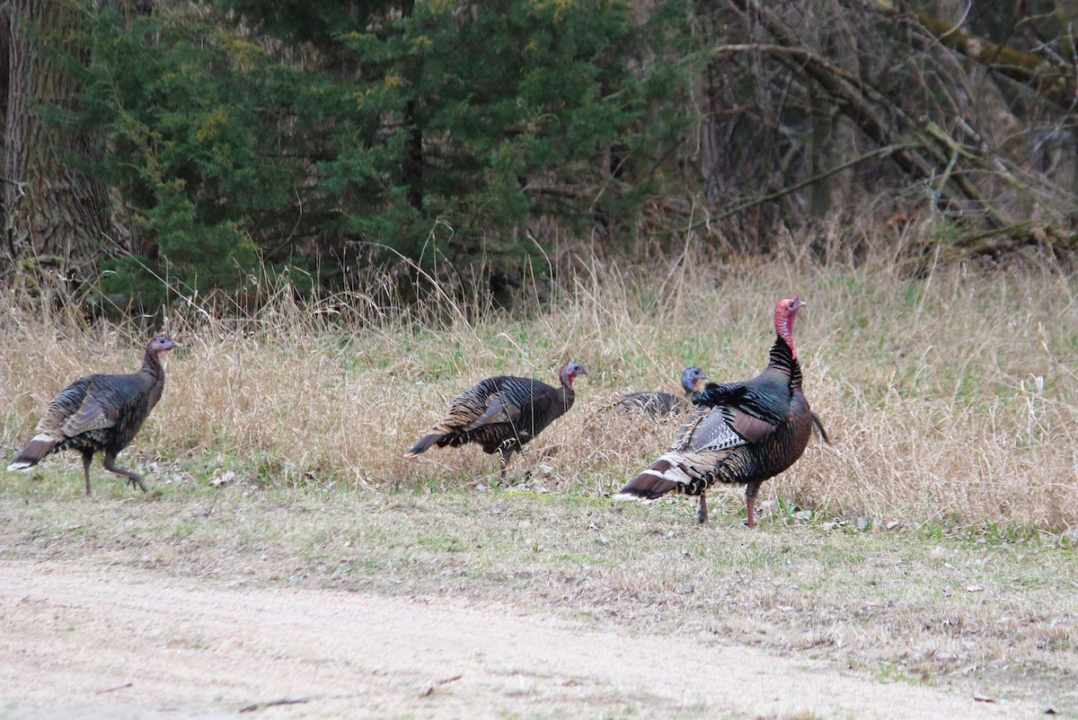 Wild Turkey - Charlotte Croshaw