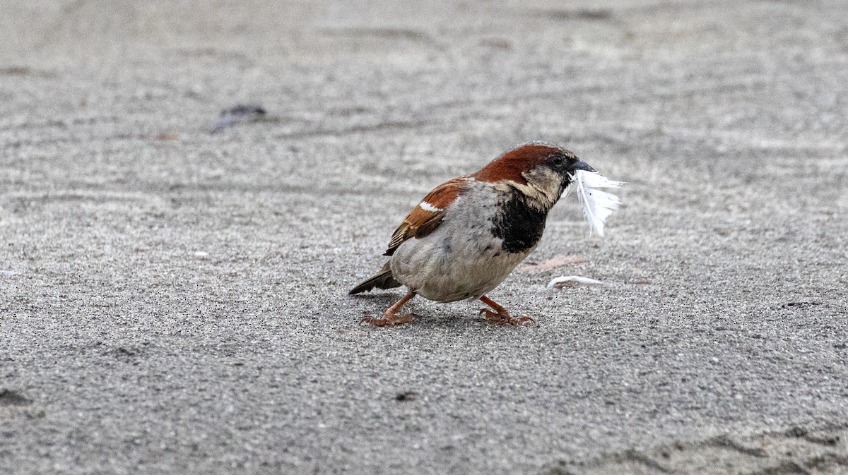 House Sparrow - ML520885431