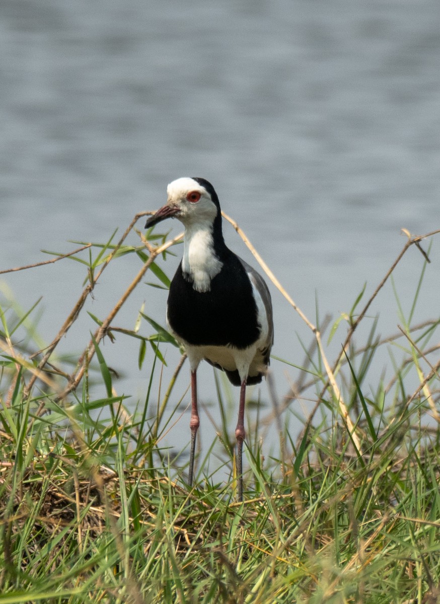 Long-toed Lapwing - Koren Mitchell