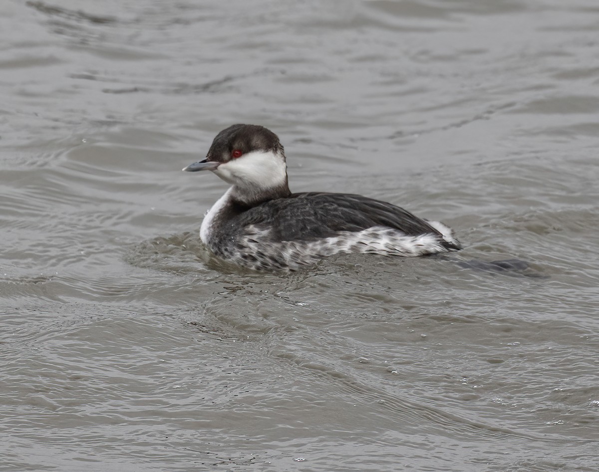 Horned Grebe - Jeff Todoroff