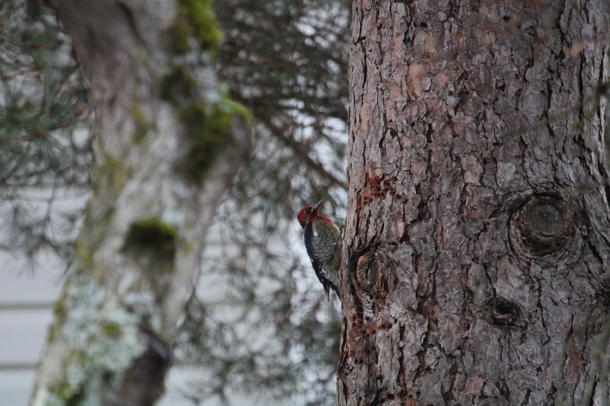 Red-breasted Sapsucker - ML520887641
