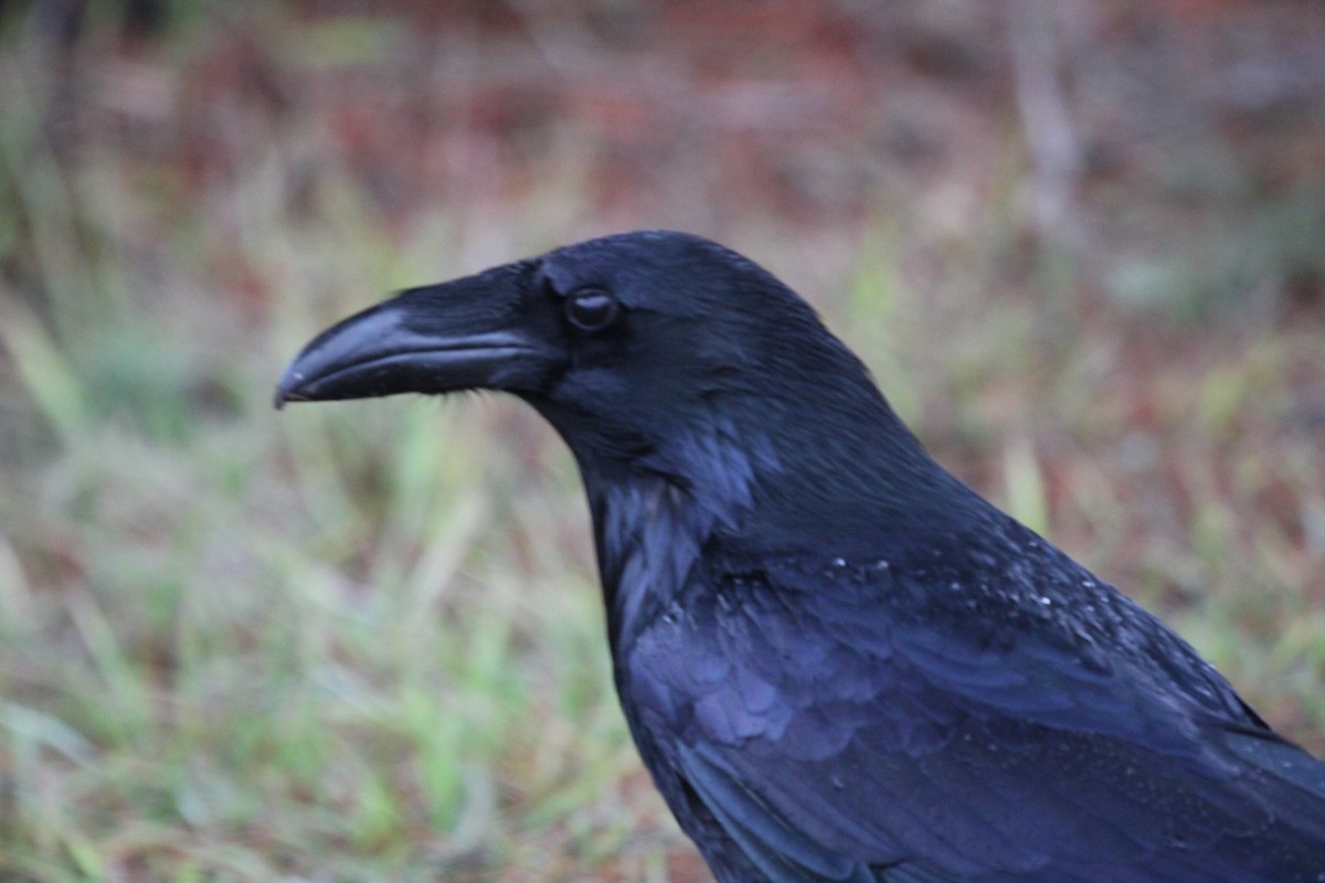 Common Raven - ML520887691