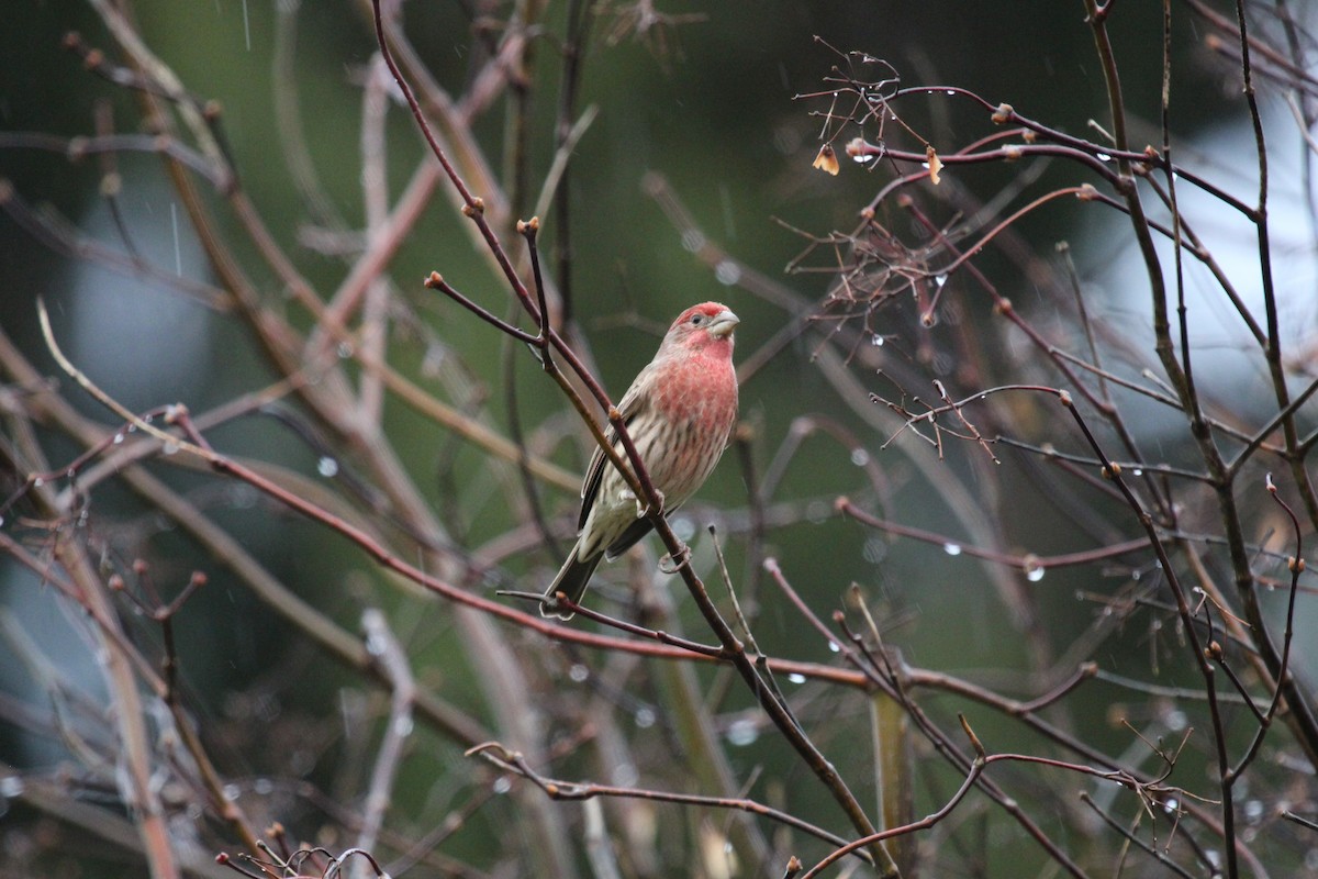 House Finch - ML520887701