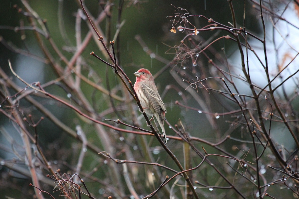 House Finch - ML520887711