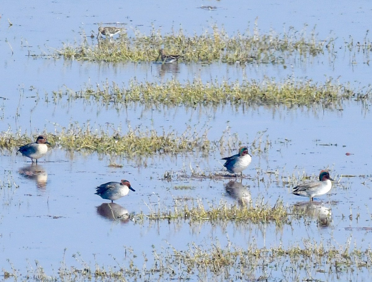 Green-winged Teal - ML520888341