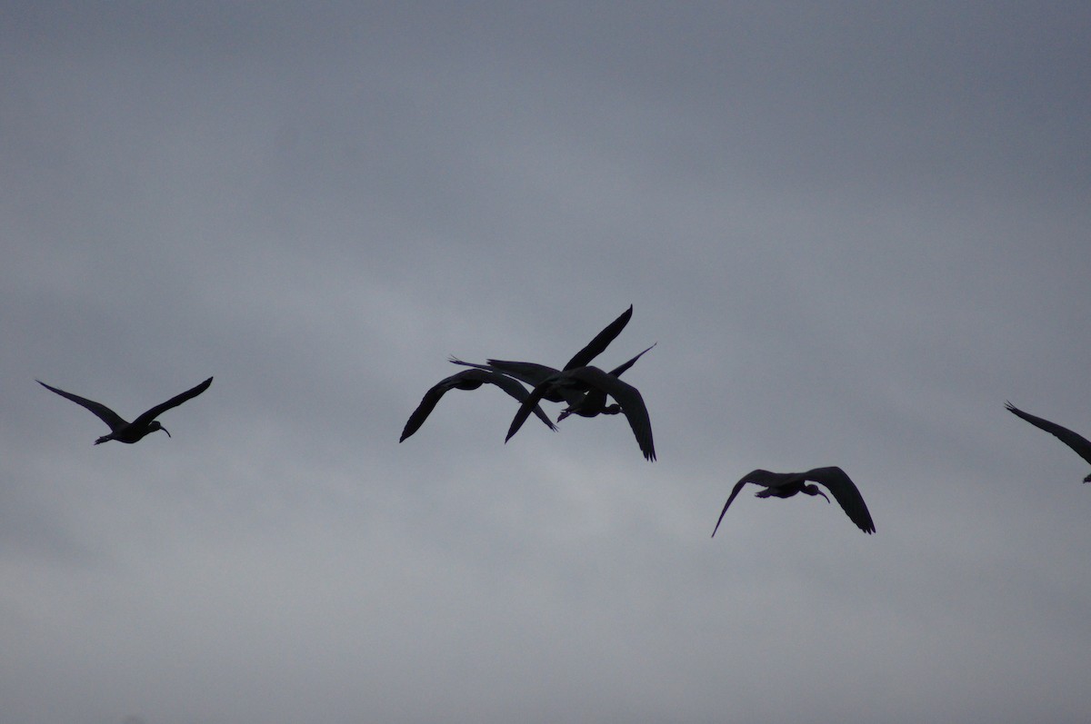 ibis hnědý - ML520889051