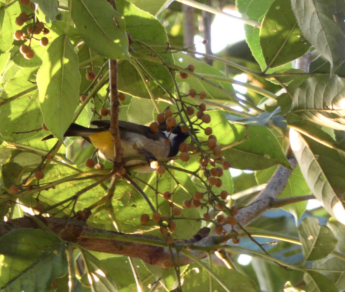 Himalayan Bulbul - ML520889101