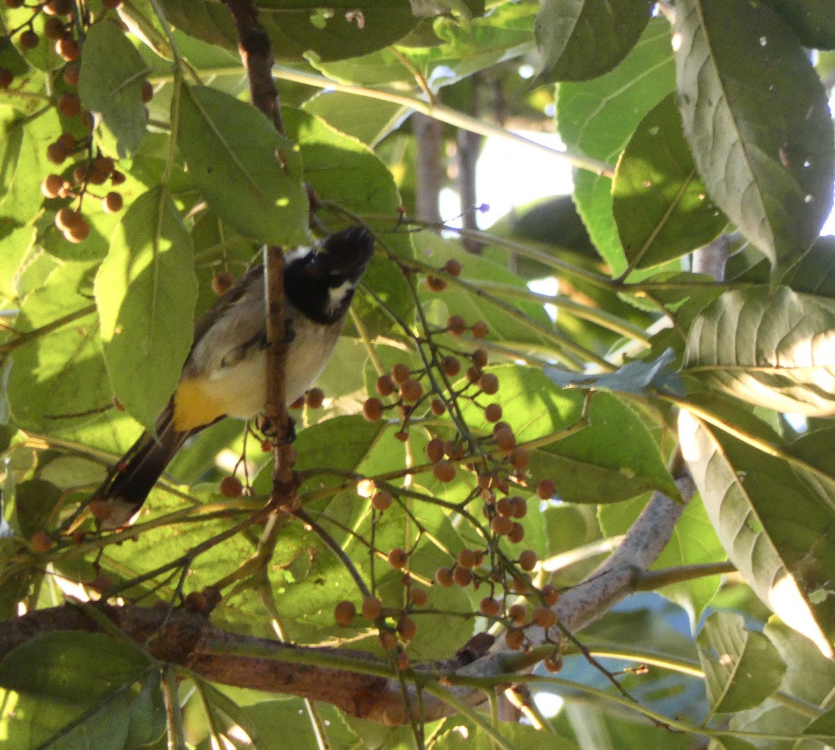 Himalayan Bulbul - ML520889111