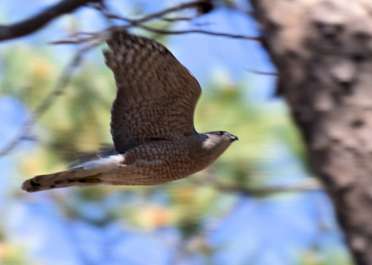 Accipitrine hawk sp. (former Accipiter sp.) - ML52088971