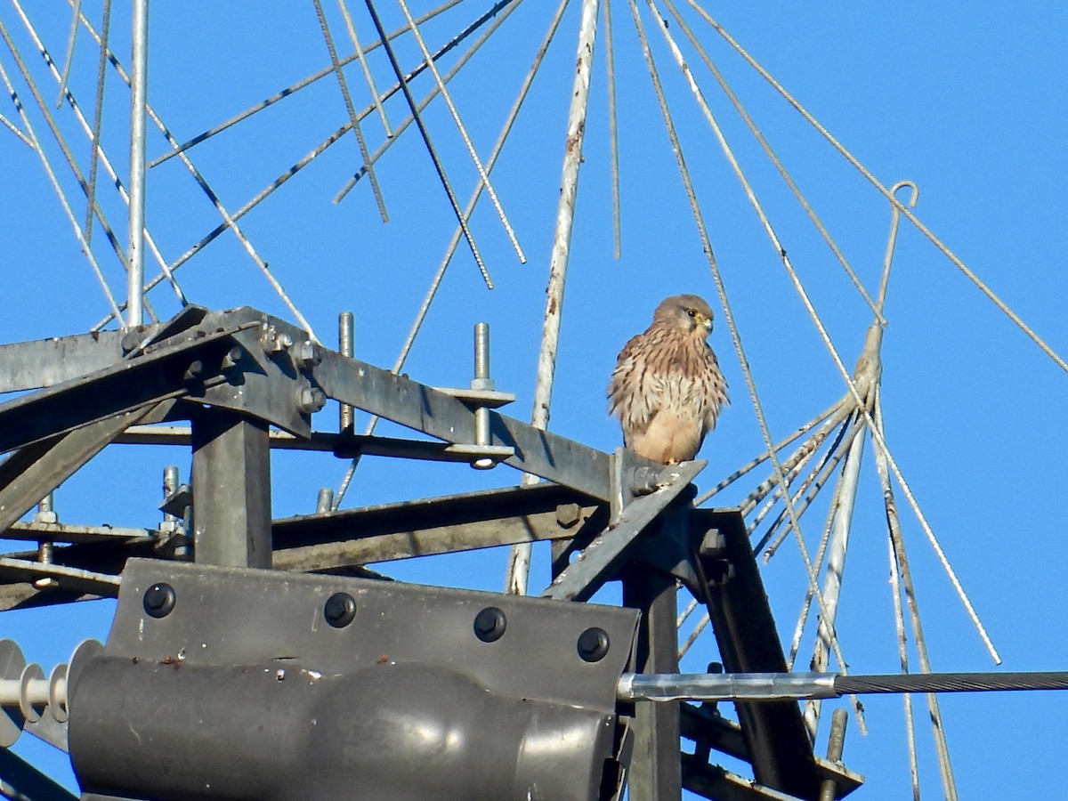 Eurasian Kestrel - ML520890641