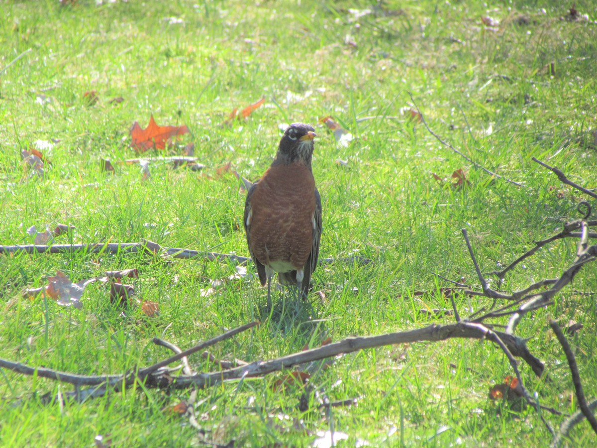 American Robin - ML52089081