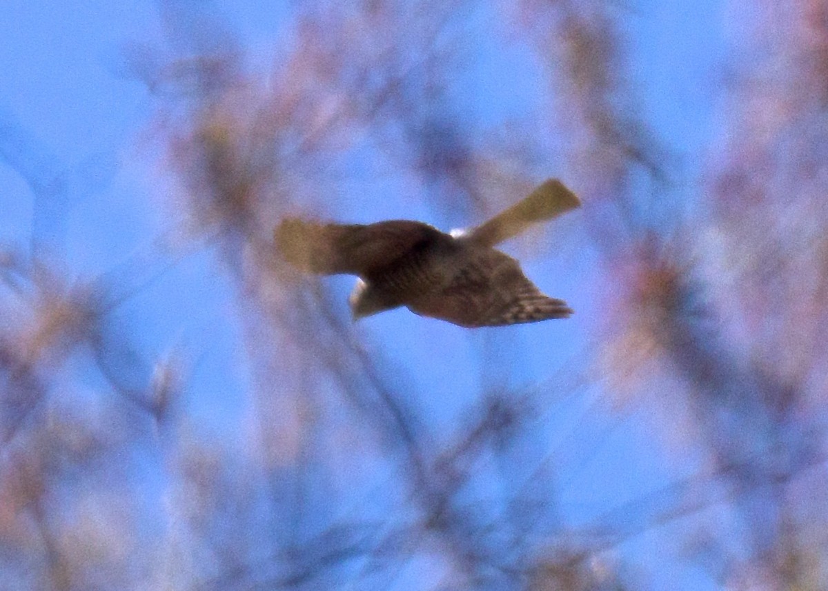 Accipitrine hawk sp. (former Accipiter sp.) - ML52089461