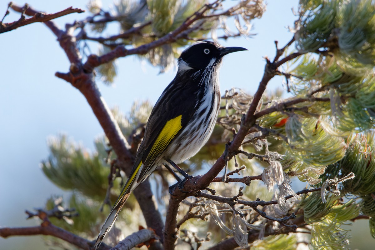 New Holland Honeyeater - ML520894721