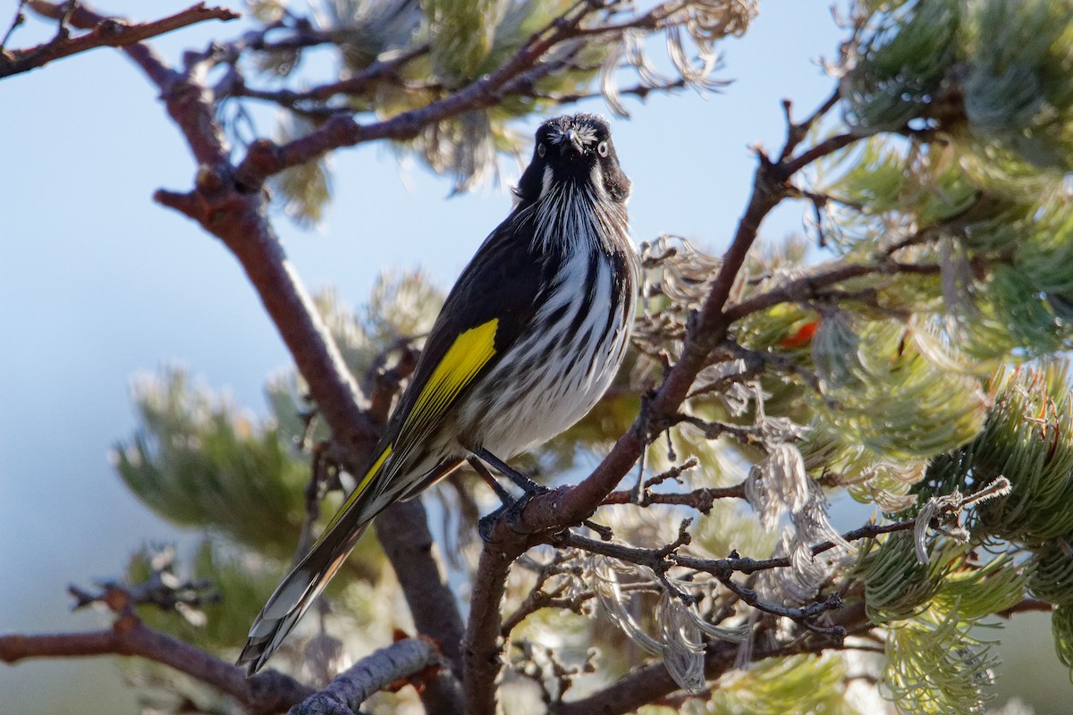 New Holland Honeyeater - ML520894731