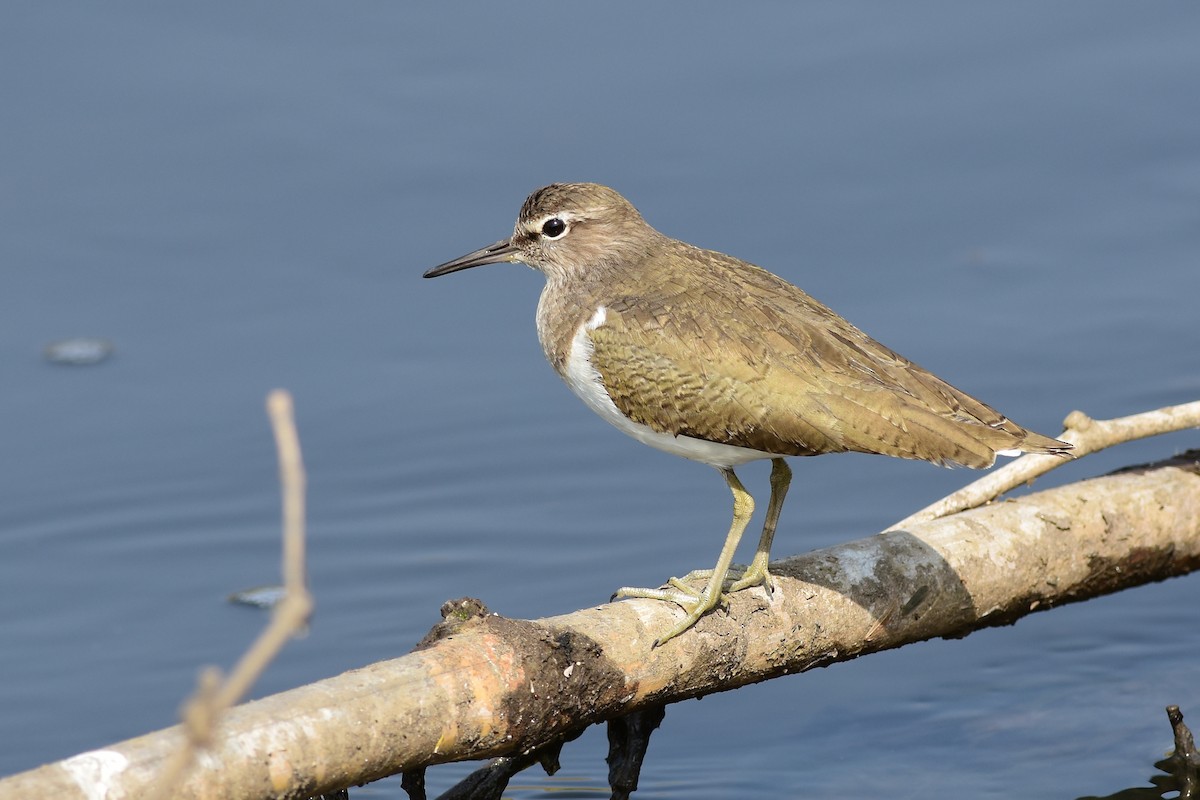 Common Sandpiper - Ajoy Kumar Dawn