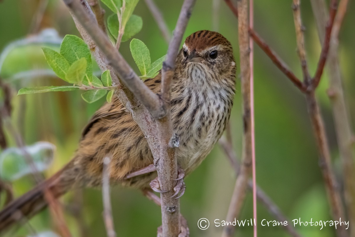 New Zealand Fernbird - ML520896251